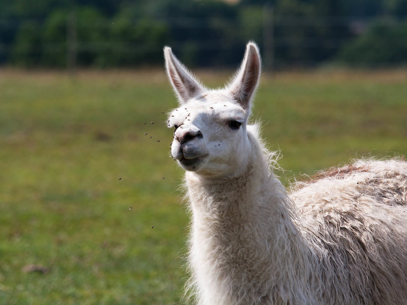Noc na statku Stein s vířivkou a procházkou s lamami