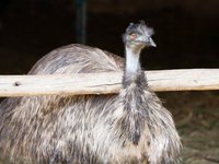 Na farmě na vás čeká i tenhle krasavec - Emu australský. 